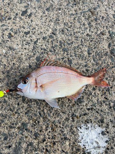 マダイの釣果