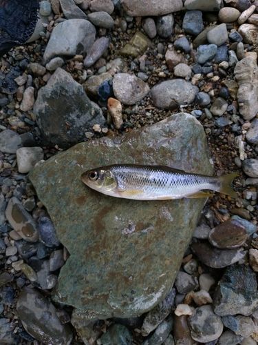 オイカワの釣果