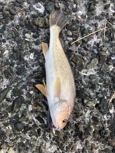 シログチの釣果