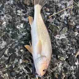 シログチ