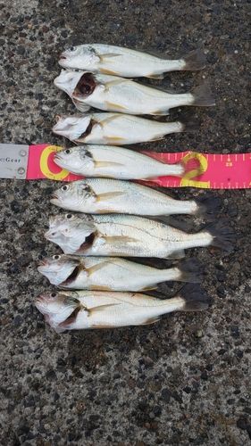 イシモチの釣果