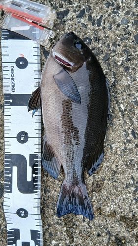 グレの釣果
