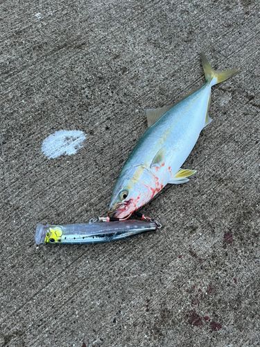 ワカシの釣果