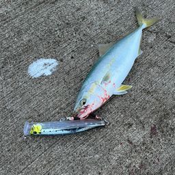ワカシ