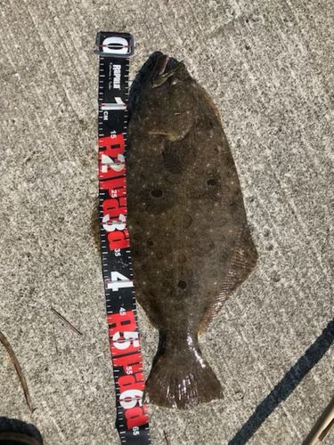 ソゲの釣果