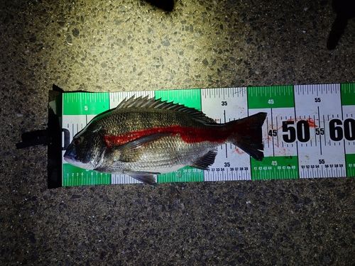 チヌの釣果
