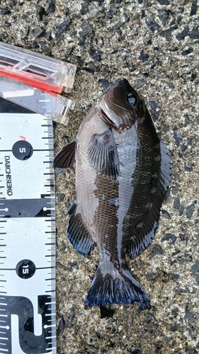 グレの釣果