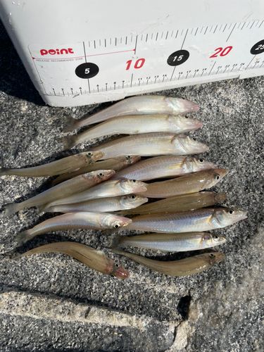 キスの釣果