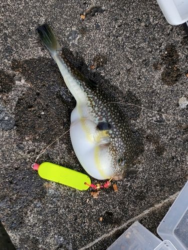 フグの釣果
