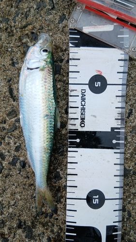 マイワシの釣果