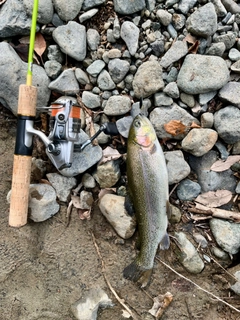 ニジマスの釣果