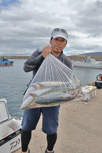 メジロの釣果