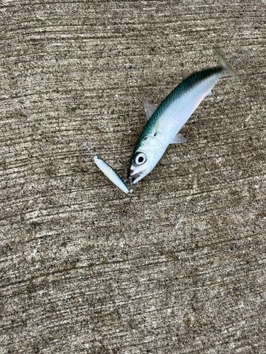 サバの釣果