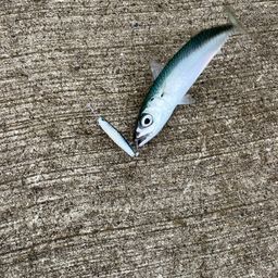 サバ