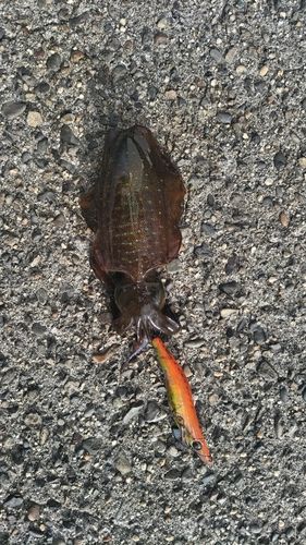 アオリイカの釣果