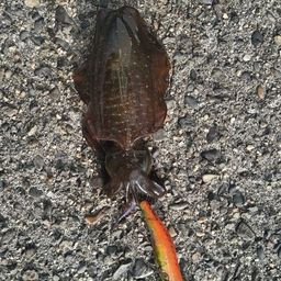 アオリイカ
