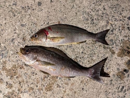 イサキの釣果
