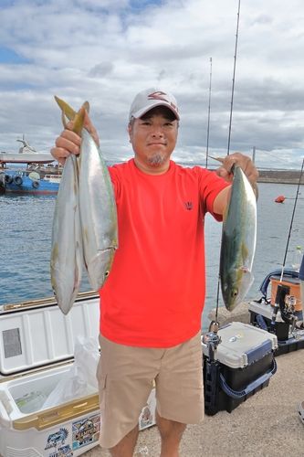 ハマチの釣果