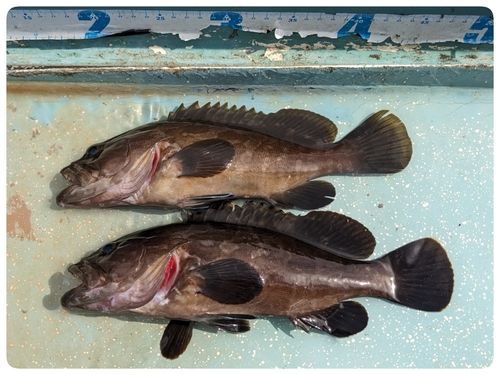 クエの釣果
