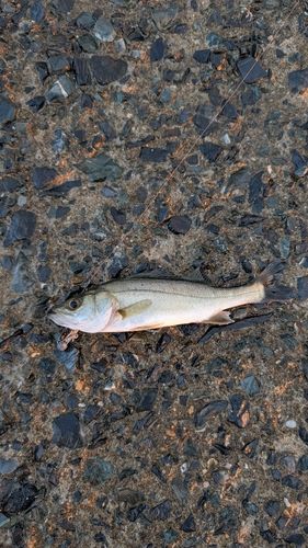 セイゴ（マルスズキ）の釣果