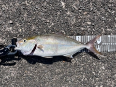 ネリゴの釣果