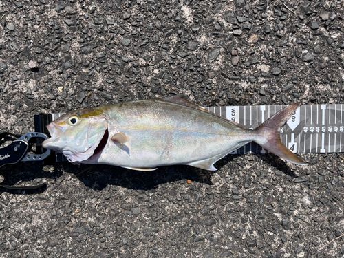 ネリゴの釣果