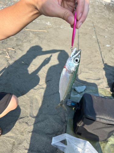 ゴマサバの釣果