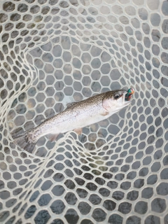 ニジマスの釣果