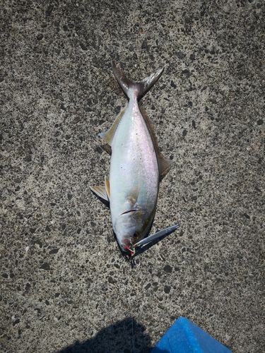カンパチの釣果
