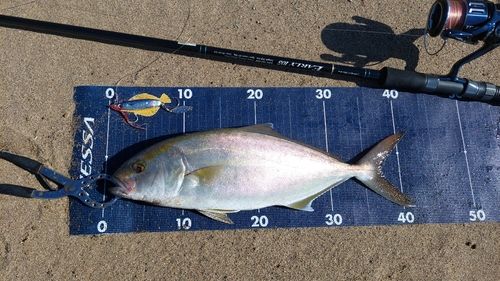 ショゴの釣果