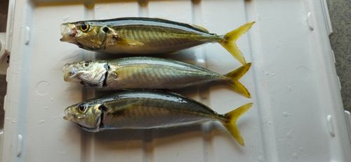 ムロアジの釣果