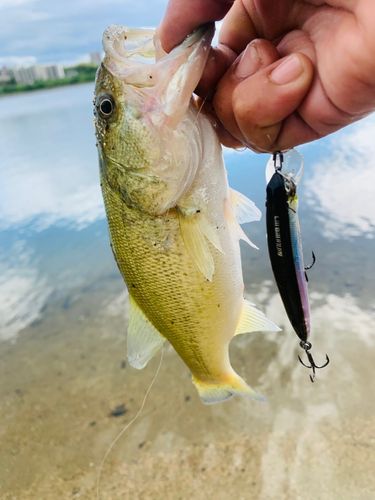 ラージマウスバスの釣果