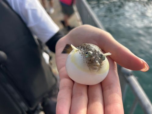 トラフグの釣果
