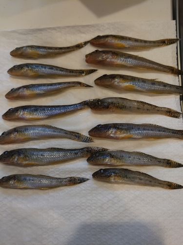 ハゼの釣果
