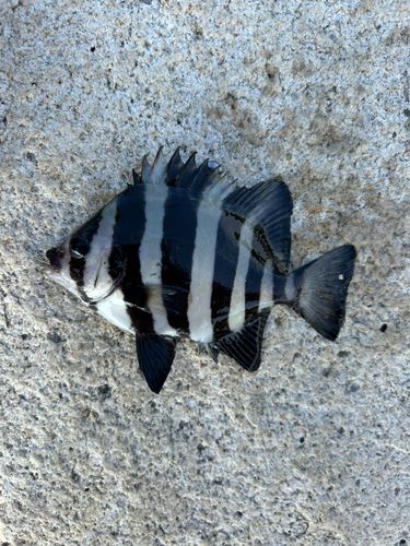イシダイの釣果