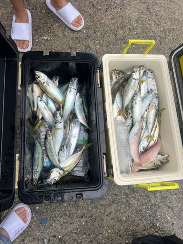 釣果