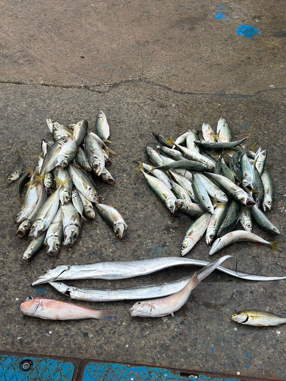 チビ猫さんの釣果 2枚目の画像