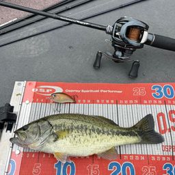 ラージマウスバス