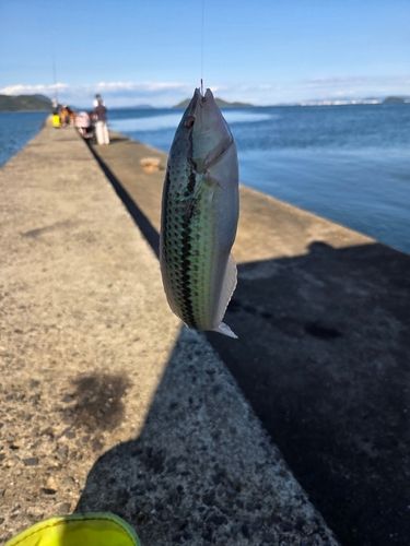 ベラの釣果