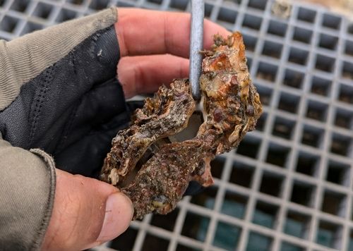 釣果