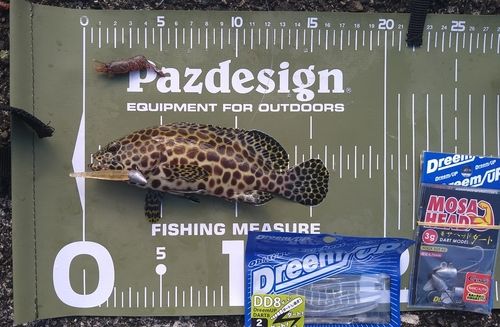 カンモンハタの釣果