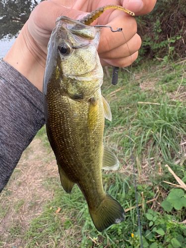 ラージマウスバスの釣果