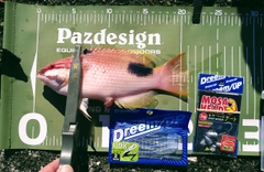 キツネベラの釣果