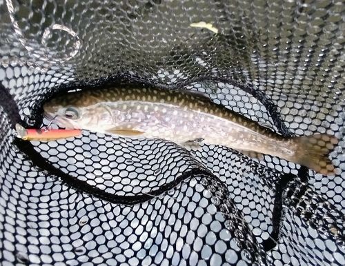 エゾイワナの釣果