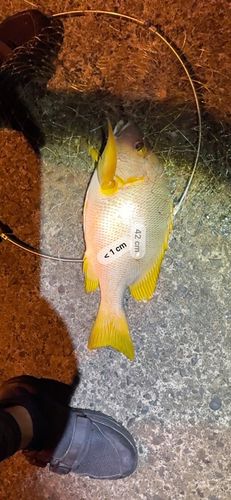 フエフキダイの釣果