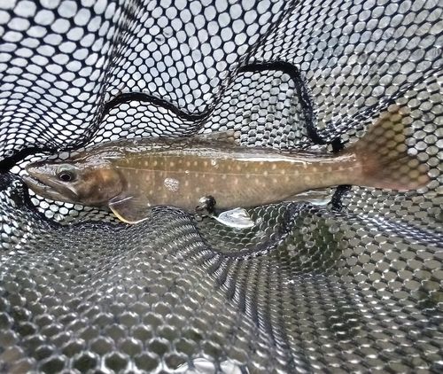 エゾイワナの釣果