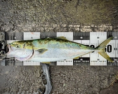 ワラサの釣果