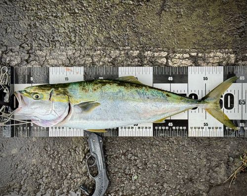 ワラサの釣果
