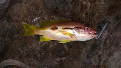 ヨコスジフエダイの釣果
