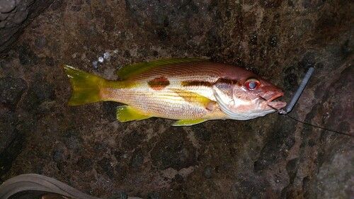 ヨコスジフエダイの釣果